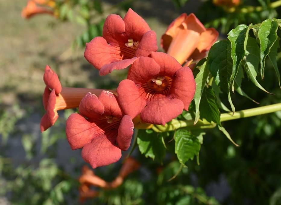 Boroka Tanya Villa Orgovany Luaran gambar
